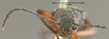 Media type: image;   Entomology 4721 Aspect: head frontal view